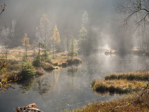 Nationalpark Schwarzwald: Mystische Stimmung am Buhlbachsee