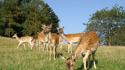 Damwildgehege beim Gasthaus zum Breitenberg