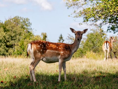 Damwildgehege auf dem Breitenberg