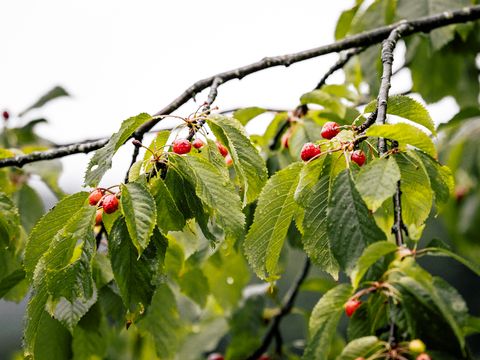 Kirschbaum mit roten Kirschen