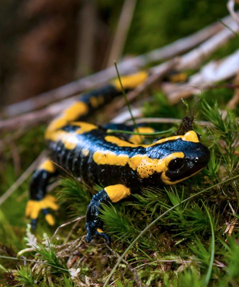 Feuersalamander