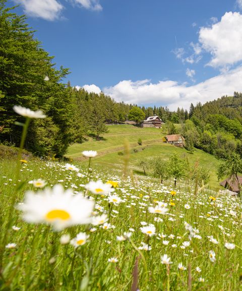 Wiesensteig in Bad Peterstal-Griesbach